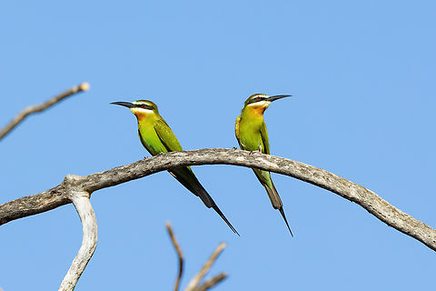 Madagascar Bee-eater (Merops superciliosus) Tsavo West NP, Kenya. Mar 3, 2023 Geotagged,Kenya,Merops superciliosus,Olive Bee-eater,Summer