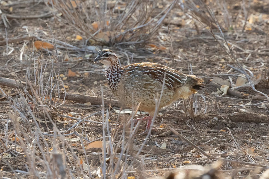 Crested Francolin (Dendroperdix sephaena) Tsavo West NP, Kenya. Mar 3, 2023 Crested Francolin,Dendroperdix sephaena,Geotagged,Kenya,Summer