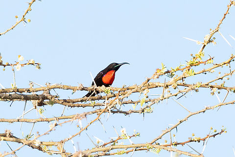 Hunter's Sunbird (Chalcomitra hunteri) Tsavo West NP, Kenya. Mar 3, 2023 Chalcomitra hunteri,Geotagged,Hunter's sunbird,Kenya,Summer