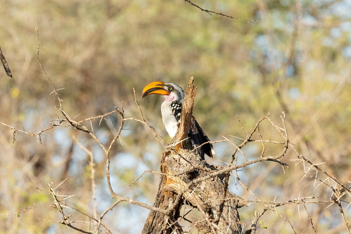 Eastern Yellow-billed Hornbill (Tockus flavirostris) Tsavo West NP, Kenya. Mar 3, 2023 Eastern Yellow-billed Hornbill,Geotagged,Kenya,Summer,Tockus flavirostris