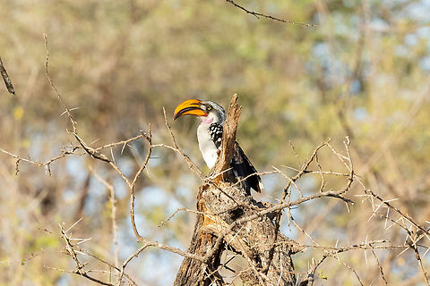 Eastern Yellow-billed Hornbill (Tockus flavirostris) Tsavo West NP, Kenya. Mar 3, 2023 Eastern Yellow-billed Hornbill,Geotagged,Kenya,Summer,Tockus flavirostris