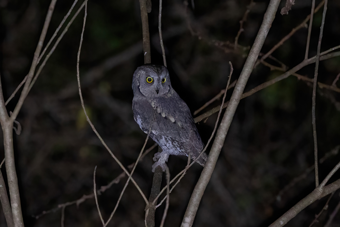 African Scops-Owl (Otus senegalensis) Tsavo West NP, Kenya. Mar 3, 2023 Geotagged,Kenya,Otus senegalensis,Summer,african scops owl
