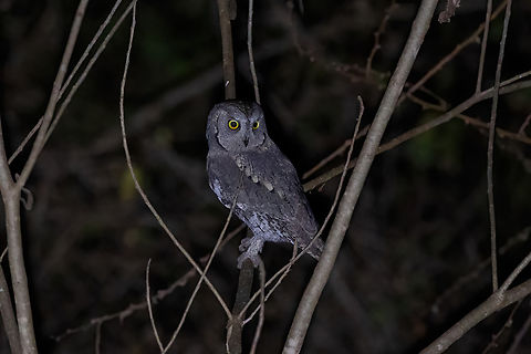 African Scops-Owl (Otus senegalensis) Tsavo West NP, Kenya. Mar 3, 2023 Geotagged,Kenya,Otus senegalensis,Summer,african scops owl