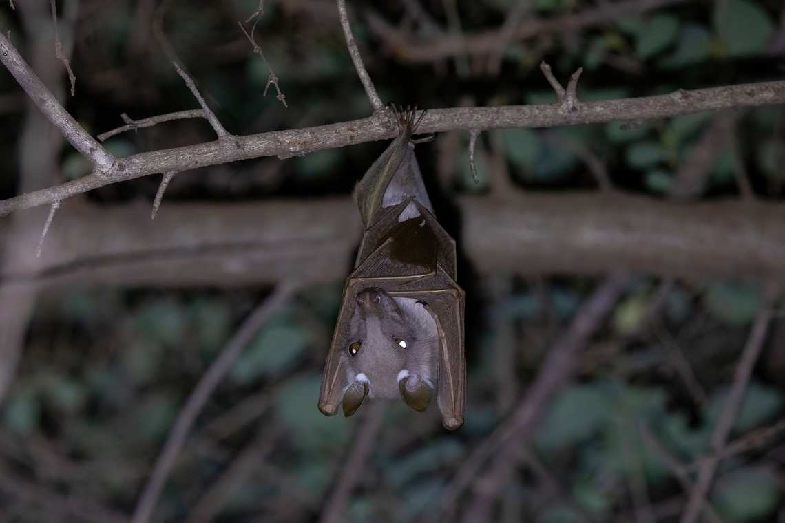 Epauletted Fruit Bat (Epomophorus sp.) Kilaguni Lodge, Tsavo West NP, Kenya. Mar 3, 2023 Geotagged,Kenya,Summer