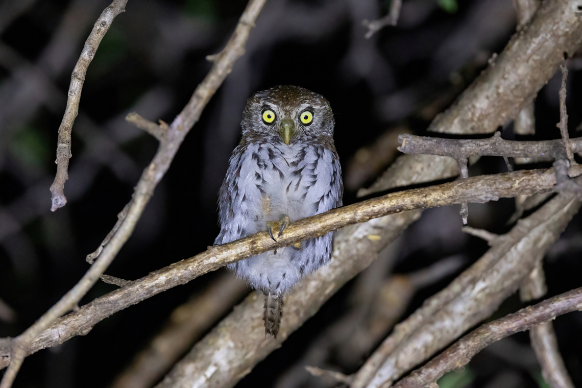 Pearl-spotted Owlet (Glaucidium perlatum) Tsavo West NP, Kenya. Mar 3, 2023 Geotagged,Glaucidium perlatum,Kenya,Summer,pearl spotted owlet