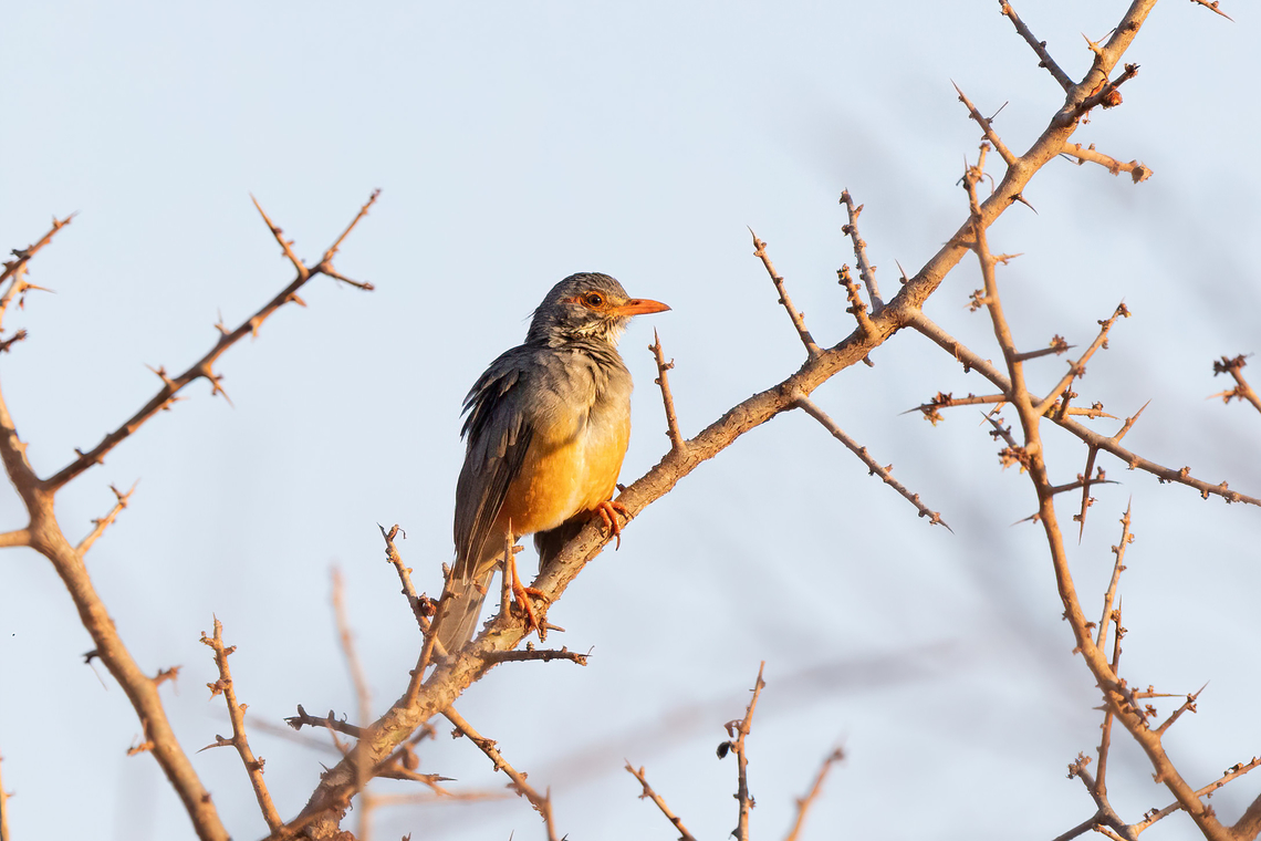 African Bare-eyed Thrush (Turdus tephronotus) Tsavo West NP, Kenya. Mar 4, 2023 Bare-eyed thrush,Geotagged,Kenya,Summer,Turdus tephronotus
