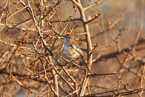 Red-backed Scrub-Robin (Cercotrichas leucophrys) Tsavo West NP, Kenya. Mar 4, 2023 Cercotrichas leucophrys,Geotagged,Kenya,Summer,White-browed scrub robin