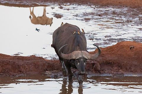 Red-billed oxpeckers (Buphagus erythrorhynchus) on a Buffalo Tsavo West NP, Kenya. Mar 4, 2023 Buphagus erythrorhynchus,Geotagged,Kenya,Red-billed oxpecker,Summer