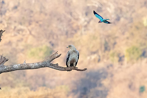 Tawny Eagle (Aquila rapax) harrassed by a Lilac-breasted Roller (Coracias caudatus) Tsavo West NP, Kenya. Mar 4, 2023 Aquila rapax,Geotagged,Kenya,Summer,Tawny Eagle