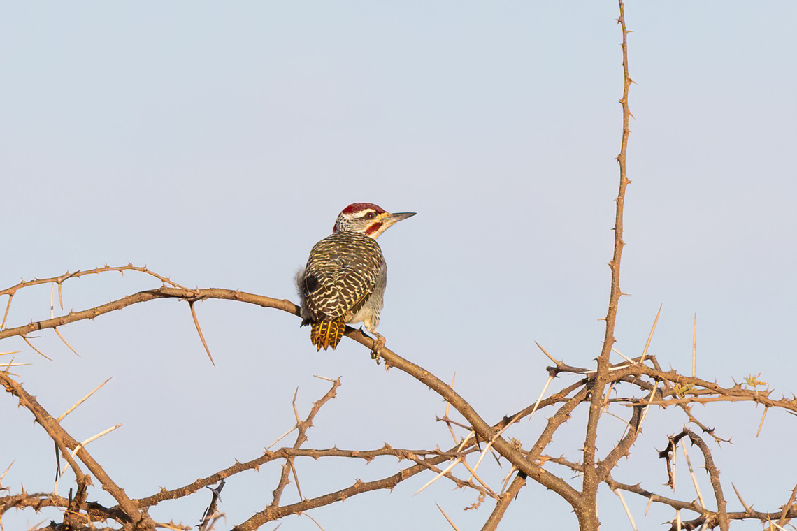 Nubian woodpecker (Campethera nubica) Tsavo West NP, Kenya. Mar 4, 2023 Campethera nubica,Geotagged,Kenya,Nubian woodpecker,Summer