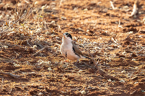 Black-capped Social-Weaver (Pseudonigrita cabanisi) Tsavo West NP, Kenya. Mar 4, 2023 Black-capped social weaver,Geotagged,Kenya,Pseudonigrita cabanisi,Summer