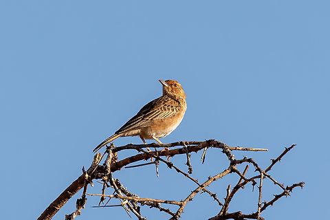 Pink-breasted Lark (Calendulauda poecilosterna) Tsavo West NP, Kenya. Mar 4, 2023 Calendulauda poecilosterna,Geotagged,Kenya,Pink-breasted lark,Summer