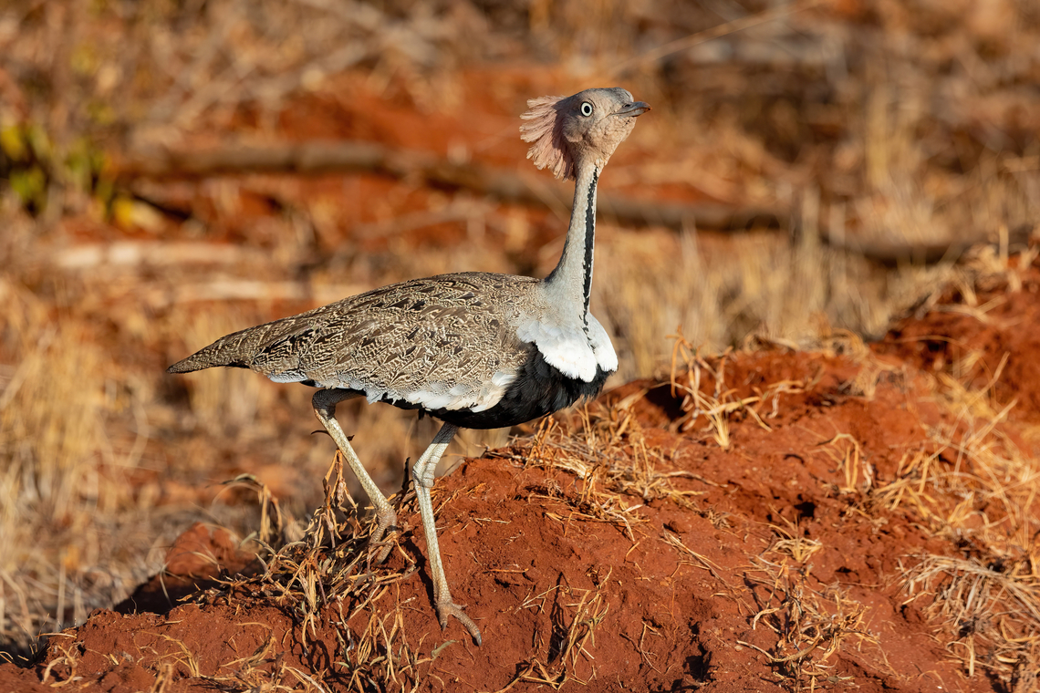 Buff-crested Bustard (Eupodotis gindiana) Tsavo West NP, Kenya. Mar 4, 2023<br />
<br />
 Buff-crested bustard,Geotagged,Kenya,Lophotis gindiana,Summer