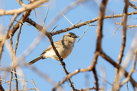 African Grey Flycatcher
