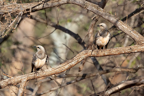 Fischer's starling