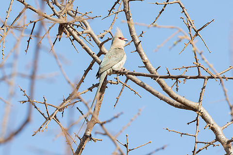 Blue-naped Mousebird (Urocolius macrourus) Tsavo West NP, Kenya. Mar 4, 2023 Blue-naped mousebird,Geotagged,Kenya,Summer,Urocolius macrourus