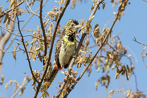D'Arnaud's Barbet (Trachyphonus darnaudii) Tsavo West NP, Kenya. Mar 4, 2023 DArnauds barbet,Geotagged,Kenya,Summer,Trachyphonus darnaudii