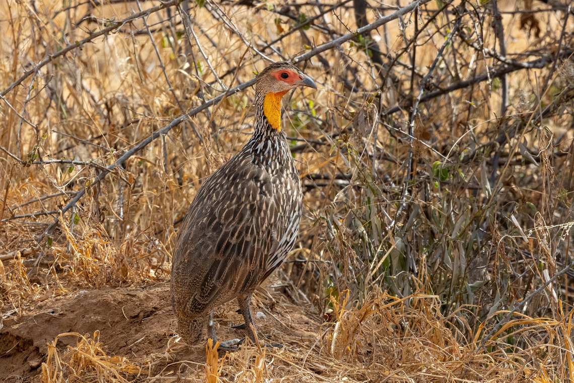 Yellow-necked spurfowl (Pternistis leucoscepus) Tsavo West NP, Kenya. Mar 4, 2023 Geotagged,Kenya,Pternistis leucoscepus,Summer,Yellow-necked spurfowl