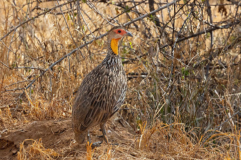Yellow-necked spurfowl (Pternistis leucoscepus) Tsavo West NP, Kenya. Mar 4, 2023 Geotagged,Kenya,Pternistis leucoscepus,Summer,Yellow-necked spurfowl