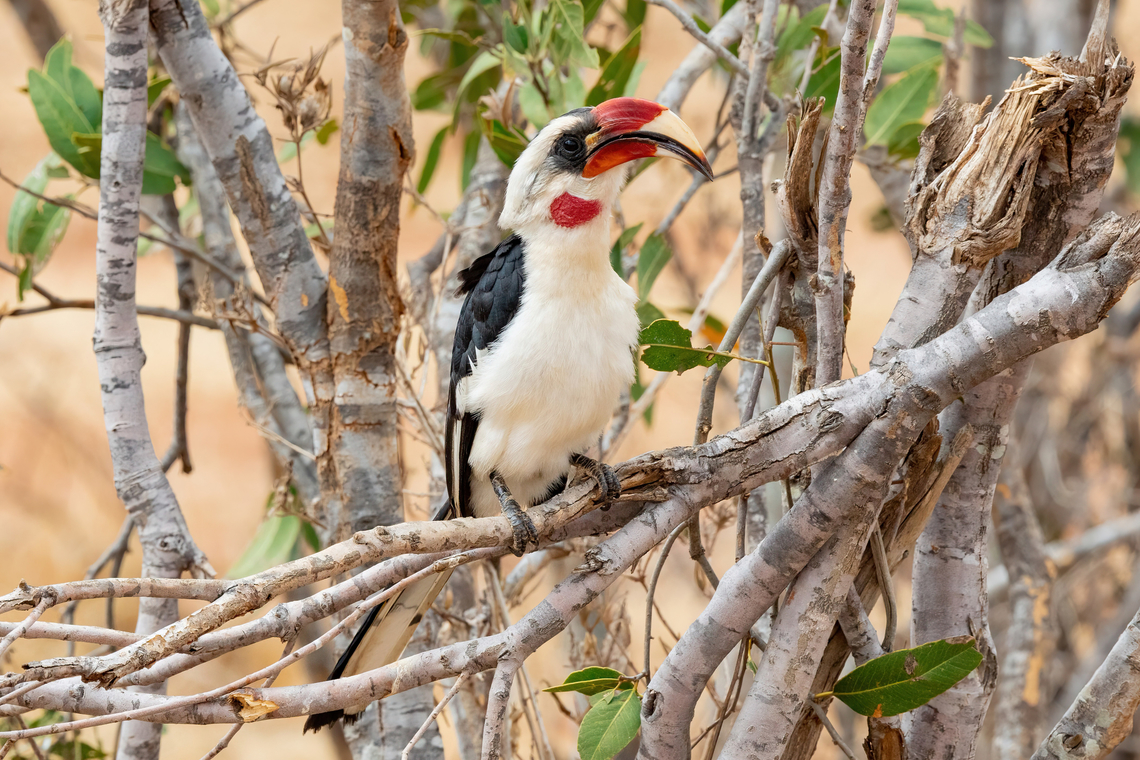 Von Der Decken's Hornbill (Tockus deckeni) Tsavo West NP, Kenya. Mar 4, 2023 Geotagged,Kenya,Summer,Tockus deckeni,Von der Deckens Hornbill