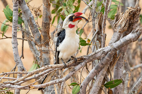 Von Der Decken's Hornbill (Tockus deckeni) Tsavo West NP, Kenya. Mar 4, 2023 Geotagged,Kenya,Summer,Tockus deckeni,Von der Deckens Hornbill
