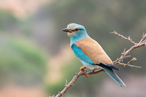 European Roller (Coracias garrulus) Tsavo West NP, Kenya. Mar 4, 2023 Coracias garrulus,European Roller,Geotagged,Kenya,Summer