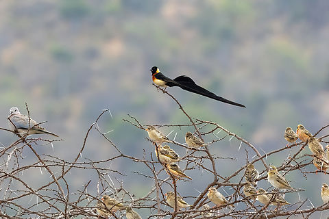 Long-tailed Paradise Whydah (Vidua paradisaea) Tsavo West NP, Kenya. Mar 4, 2023 Geotagged,Kenya,Long-tailed paradise whydah,Summer,Vidua paradisaea