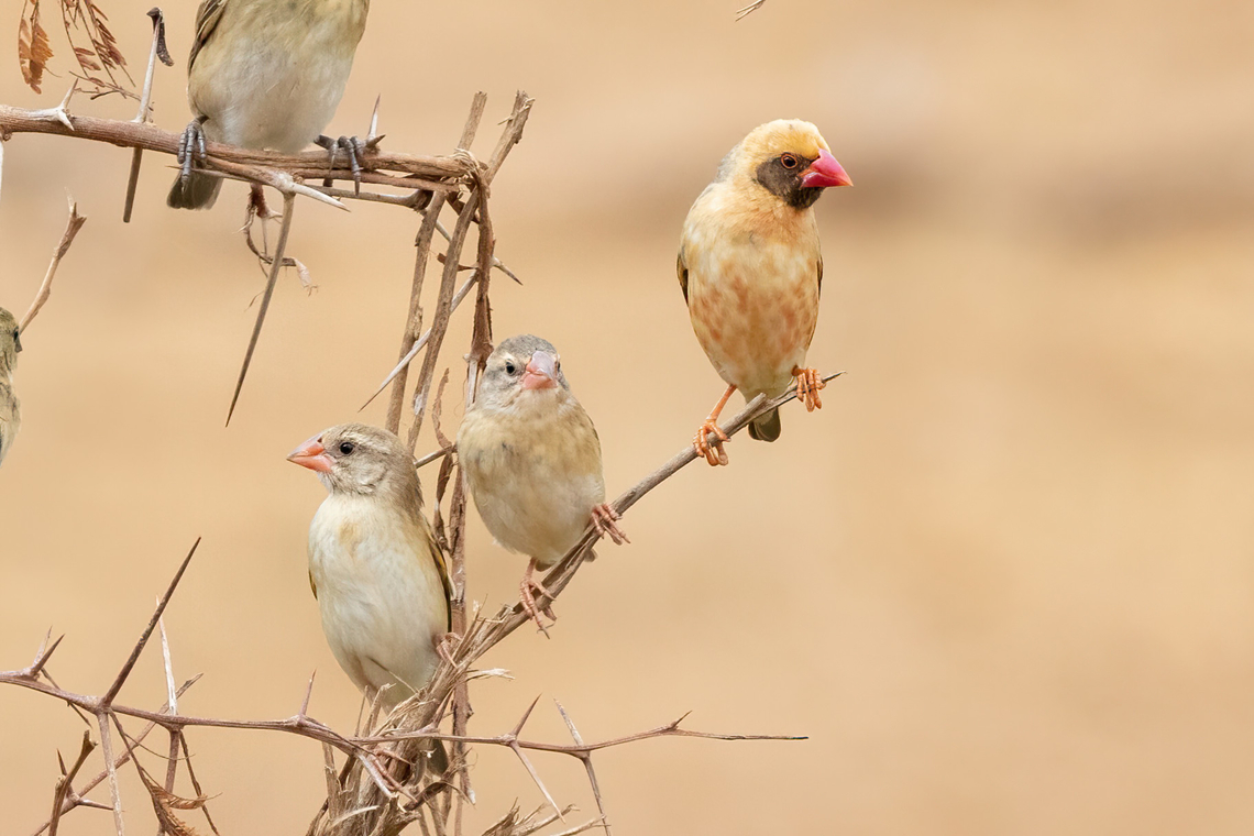 Red-billed Quelea (Quelea quelea) Tsavo West NP, Kenya. Mar 4, 2023 Geotagged,Kenya,Quelea quelea,Red-billed quelea,Summer