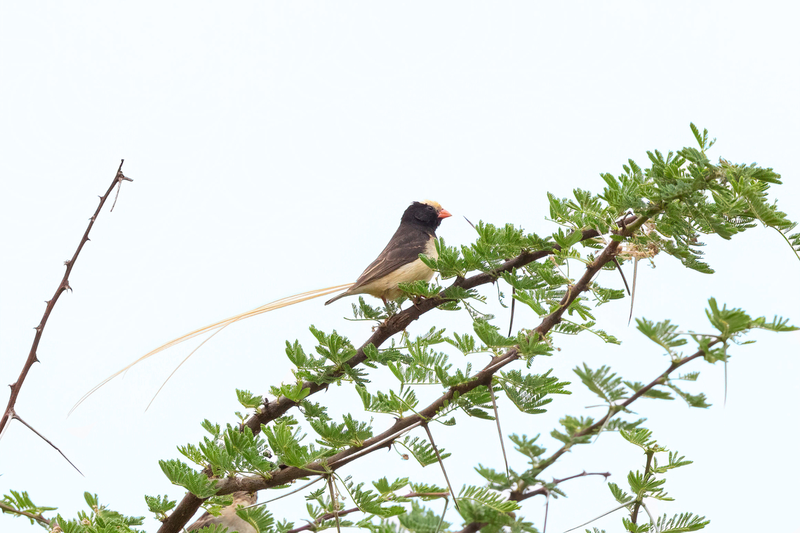 Straw-tailed Whydah (Vidua fischeri) Tsavo West NP, Kenya. Mar 4, 2023 Geotagged,Kenya,Straw-tailed whydah,Summer,Vidua fischeri
