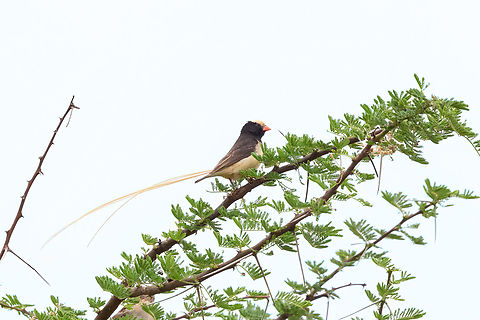 Straw-tailed Whydah (Vidua fischeri) Tsavo West NP, Kenya. Mar 4, 2023 Geotagged,Kenya,Straw-tailed whydah,Summer,Vidua fischeri