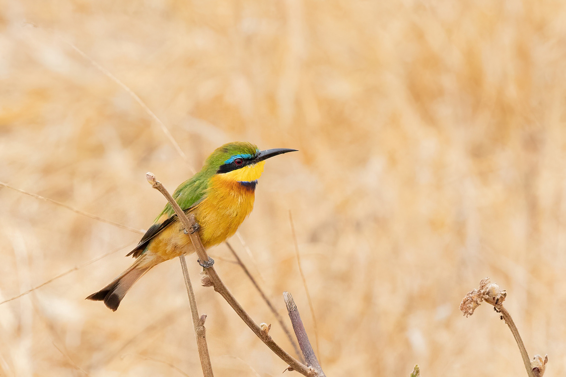 Little Bee-Eater (Merops pusillus) Tsavo West NP, Kenya. Mar 4, 2023 Geotagged,Kenya,Little Bee-eater,Merops pusillus,Summer