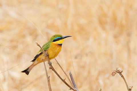 Little Bee-Eater (Merops pusillus) Tsavo West NP, Kenya. Mar 4, 2023 Geotagged,Kenya,Little Bee-eater,Merops pusillus,Summer