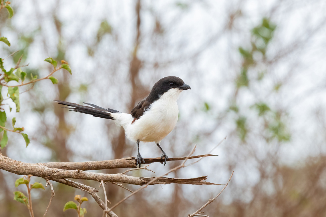 Long-tailed Fiscal (Lanius cabanisi) Tsavo West NP, Kenya. Mar 4, 2023 Geotagged,Kenya,Lanius cabanisi,Long-tailed Fiscal,Summer