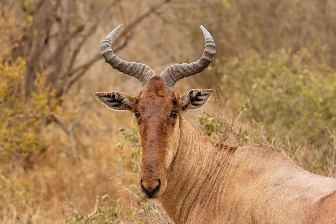 Coke's Hartebeest (Alcelaphus buselaphus cokii) Tsavo West NP, Kenya. Mar 4, 2023 Alcelaphus buselaphus cokii,Cokes Hartebeest,Geotagged,Kenya,Summer