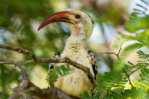 Northern Red-billed Hornbill (Tockus erythrorhynchus) Tsavo West NP, Kenya. Mar 4, 2023 Geotagged,Kenya,Northern red-billed hornbill,Summer,Tockus erythrorhynchus