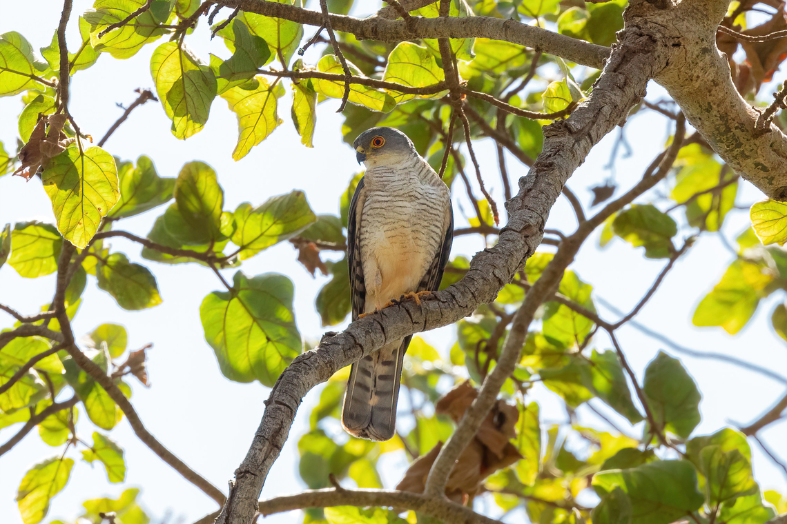 Little Sparrowhawk (Accipiter minullus) Tsavo West NP, Kenya. Mar 4, 2023 Accipiter minullus,Geotagged,Kenya,Little sparrowhawk,Summer