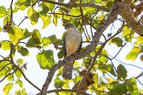 Little Sparrowhawk (Accipiter minullus) Tsavo West NP, Kenya. Mar 4, 2023 Accipiter minullus,Geotagged,Kenya,Little sparrowhawk,Summer