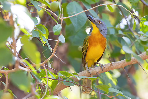 Grey-headed Bushshrike (Malaconotus blanchoti) Tsavo West NP, Kenya. Mar 4, 2023 Geotagged,Grey-headed bushshrike,Kenya,Malaconotus blanchoti,Summer