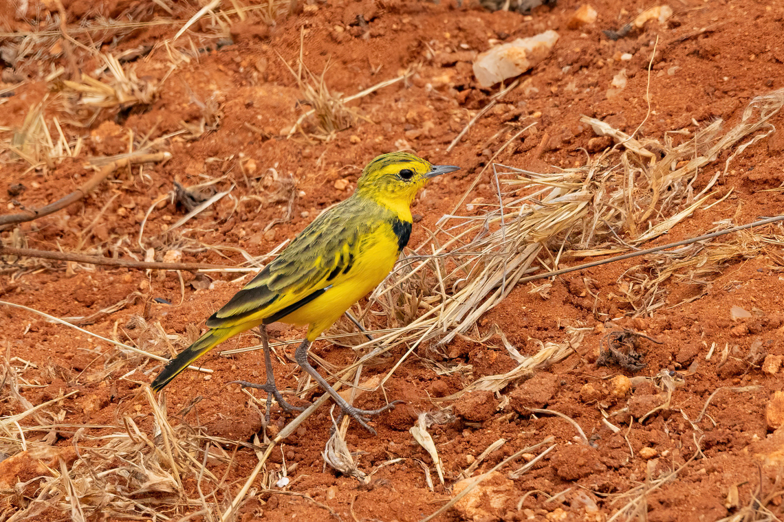 Golden pipit (Tmetothylacus tenellus) Tsavo West NP, Kenya. 4 Mar, 2023. Geotagged,Golden pipit,Kenya,Summer,Tmetothylacus tenellus,Winter