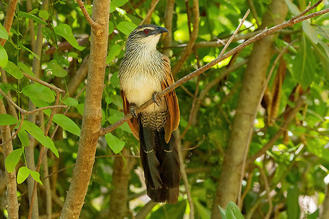White-browed coucal (Centropus superciliosus) Tsavo West NP, Kenya. 4 Mar, 2023. Centropus superciliosus,Geotagged,Kenya,Summer,White-browed coucal
