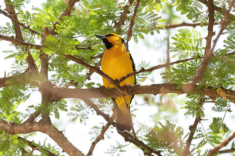 Black-necked weaver (Ploceus nigricollis) Tsavo West NP, Kenya. 4 Mar, 2023. Black-necked weaver,Geotagged,Kenya,Ploceus nigricollis,Summer