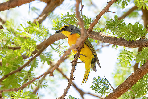 Sulphur-breasted Bushshrike (Telophorus sulfureopectus) Tsavo West NP, Kenya. 4 Mar, 2023. Chlorophoneus sulfureopectus,Geotagged,Kenya,Orange-breasted bushshrike,Summer