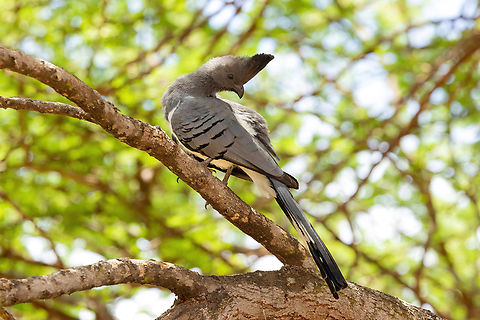 White-bellied Go-Away-Bird (Corythaixoides leucogaster) Tsavo West NP, Kenya. 4 Mar, 2023.  Corythaixoides leucogaster,Geotagged,Kenya,Summer,White-bellied Go-away-bird