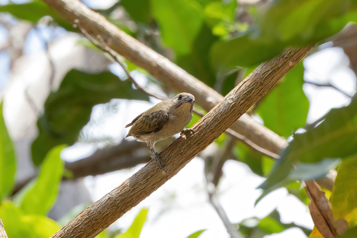 Lesser honeyguide (Indicator minor) Tsavo West NP, Kenya. 4 Mar, 2023. Geotagged,Indicator minor,Kenya,Lesser honeyguide,Summer