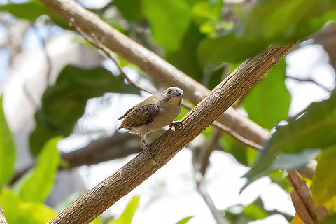 Lesser honeyguide (Indicator minor) Tsavo West NP, Kenya. 4 Mar, 2023. Geotagged,Indicator minor,Kenya,Lesser honeyguide,Summer