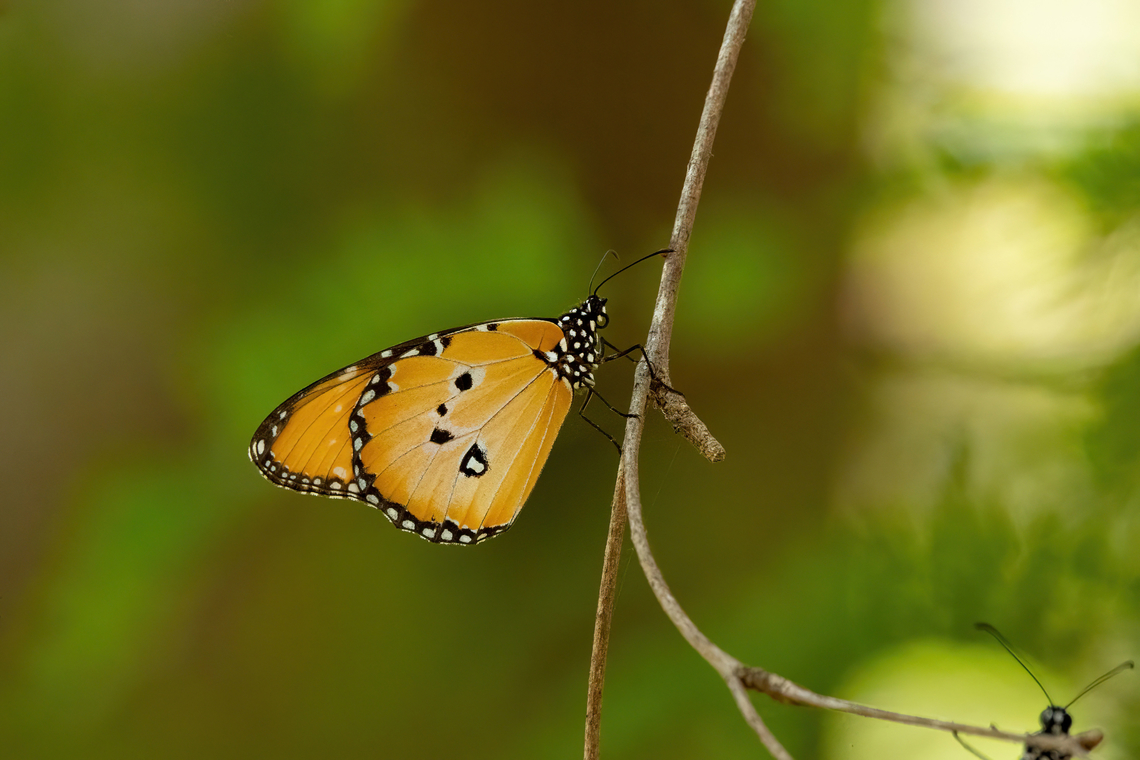 Dorippus Tiger (Danaus chrysippus ssp. dorippus) Tsavo West NP, Kenya. 4 Mar, 2023. Danaus chrysippus,Geotagged,Kenya,Plain Tiger  African Queen,Summer