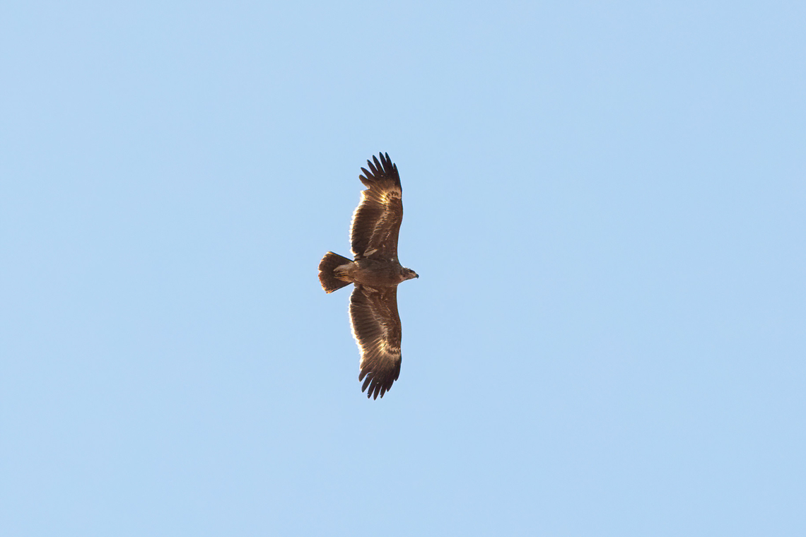Steppe eagle (Aquila nipalensis) Tsavo West NP, Kenya. 4 Mar, 2023. Aquila nipalensis,Geotagged,Kenya,Steppe eagle,Summer