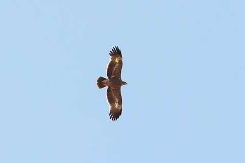 Steppe eagle (Aquila nipalensis) Tsavo West NP, Kenya. 4 Mar, 2023. Aquila nipalensis,Geotagged,Kenya,Steppe eagle,Summer