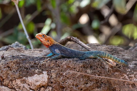 Kenyan rock agama (Agama lionotus) Tsavo West NP, Kenya. 4 Mar, 2023. Agama lionotus,Geotagged,Kenya,Kenyan rock agama,Summer