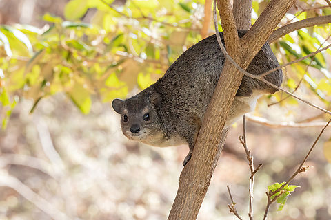 Bush Hyrax (Heterohyrax brucei) Tsavo West NP, Kenya. 4 Mar, 2023. Geotagged,Heterohyrax brucei,Kenya,Summer,Yellow-spotted rock hyrax